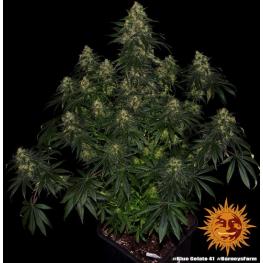 Blue Gelato 41 (x3) Blue Gelato 41 (x3)